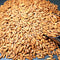 Chilgoza ( A Quality)